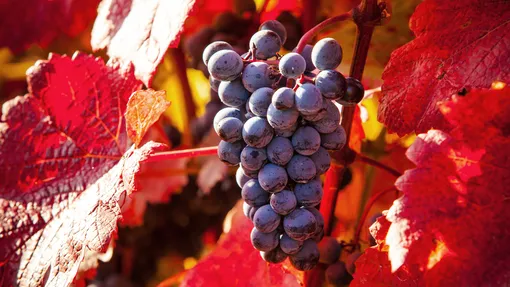 Органические подкормки винограда осенью