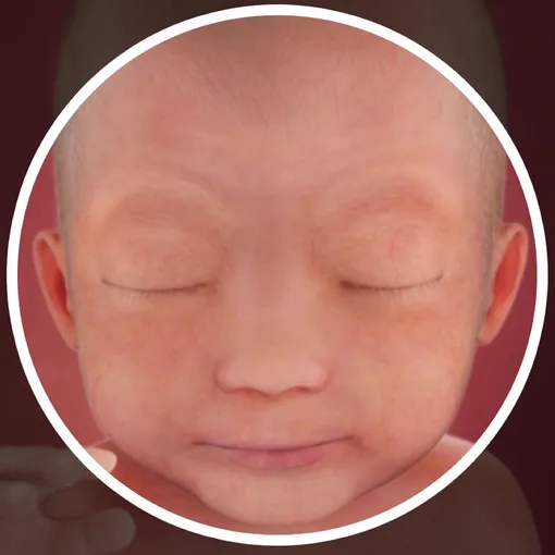 лицо ребенка на 24 неделе беременности