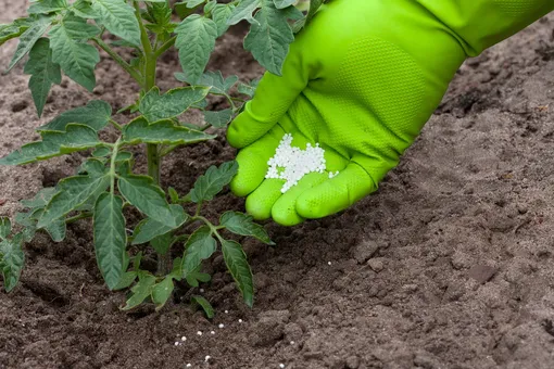 Азотные удобрения применяются для подкормки растений в июне