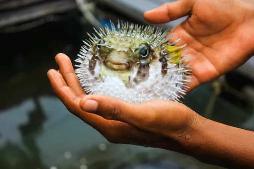 Тонкая работа: стоматологи обточили зубы рыбе-фугу, спасая её от голодной смерти