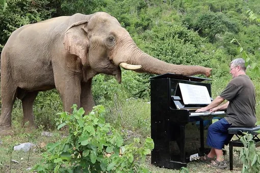 Мужчина регулярно играет на пианино для старых и больных слонов в заповеднике Таиланда