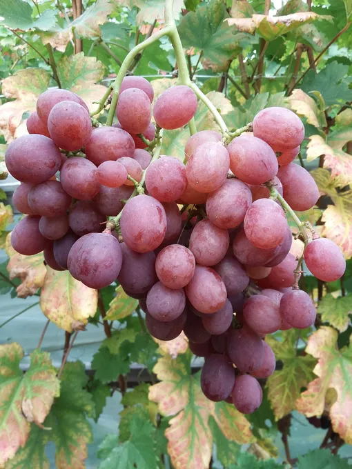 Ранний виноград Гурман Лакомка
