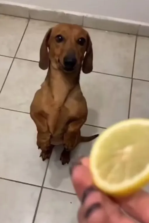 Владельцы публикуют ролики, где кормят собак цитрусовыми