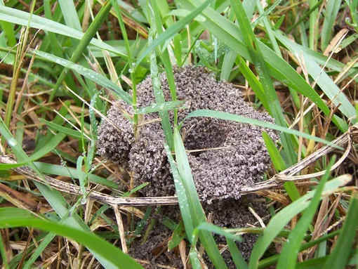 Чтобы избавиться от муравьев на участке, нужно разрушить муравейник