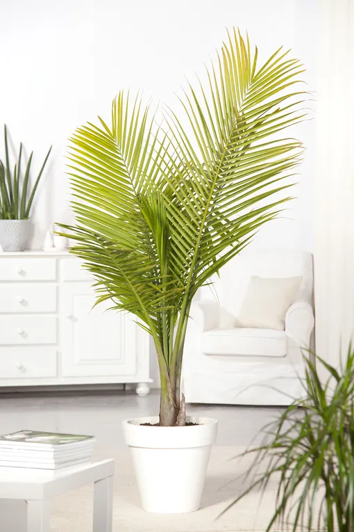 Пальмы комнатные: фото, виды, названия, как ухаживать в домашних условиях