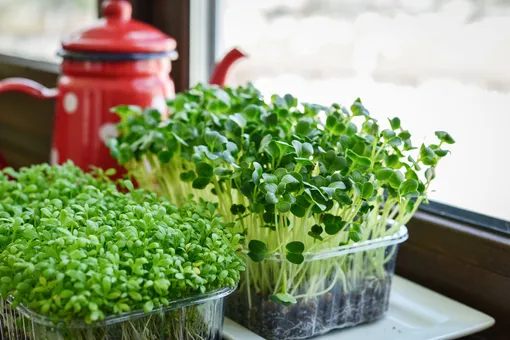 7 быстрорастущих овощей, которые можно посадить на даче и дома