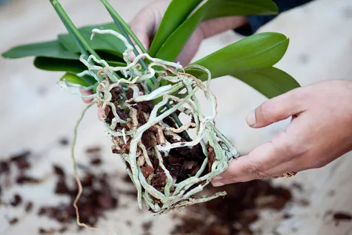 Как пересаживать орхидею фаленопсис
