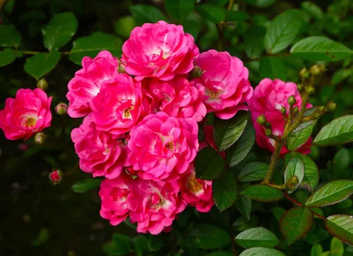 Какие розы можно размножать с помощью осеннего укоренения черенков