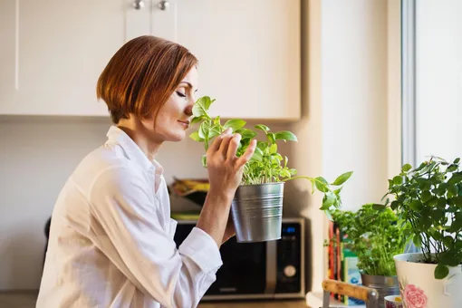 Какие комнатные растения подходят для вашей кухни