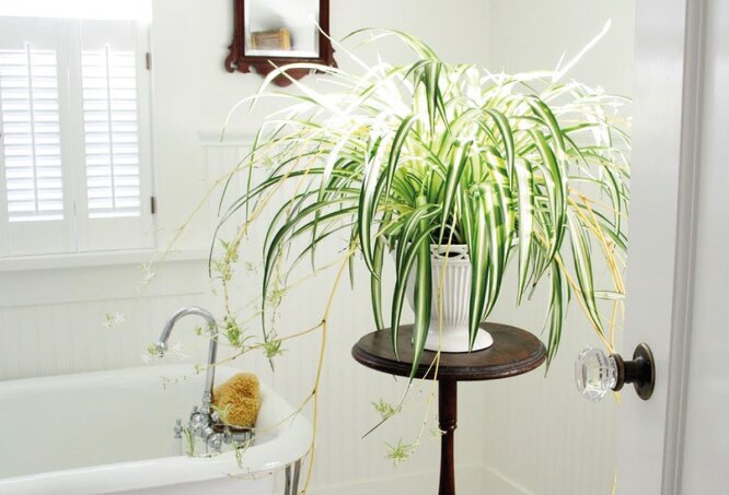 Chlorophytum