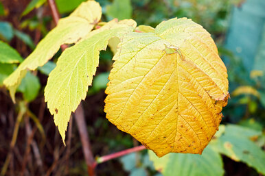 Листья малины активно желтеют в июле: ищем причины и устраняем их