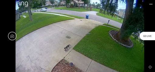 видео с камер: кошка перетащила котят