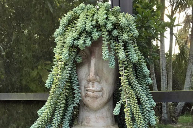 Sedum (sedum): fotografie, popis, péče, transplantace a reprodukce, typy a odrůdy