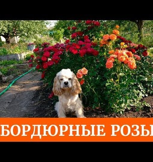 Нажми и смотри