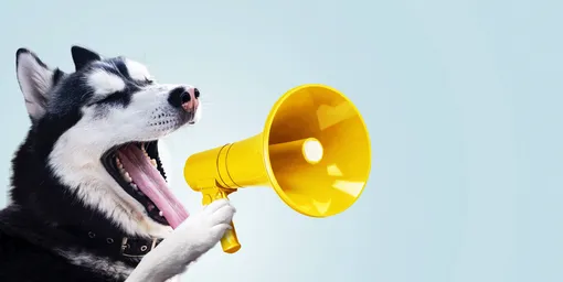 Если много кричать на собаку, она начнет «кричать» в ответ