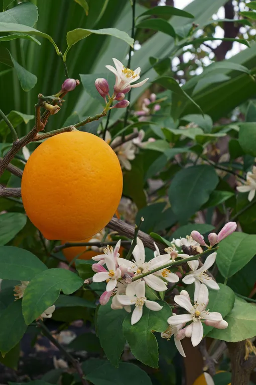 Лимонные деревья Мейерса (Citrus x meyeri)