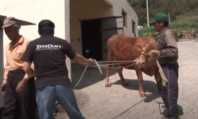 Т touching story: Щенка разлучили с коровой, которая его растила. Её пришлось вернуть — пёс рыдал