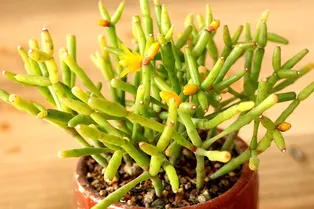 Хатиора: секреты успешного выращивания в домашних условиях экзотического кактуса