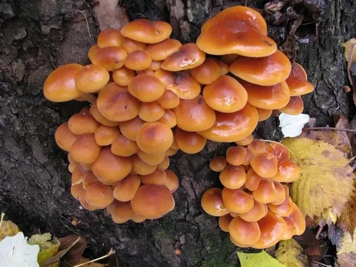 Грибы фламмулины