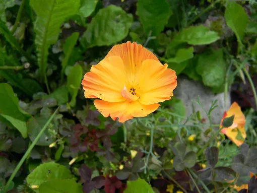 одинокий цветок эшшольции на клумбе