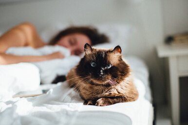 Почему кошка просится в кровать к хозяину: толкование приметы