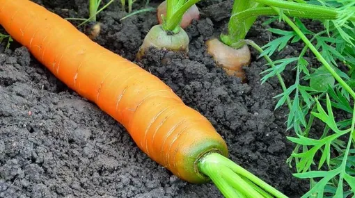 Что нельзя выращивать рядом с морковью