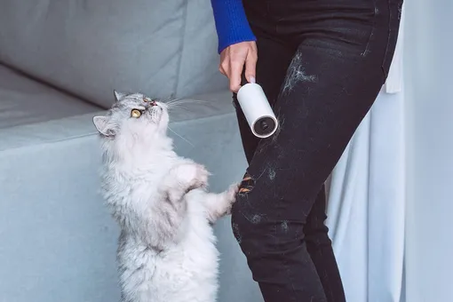 Девушка чистит джинсы от кошачьей шерсти с помощью ролика для одежды