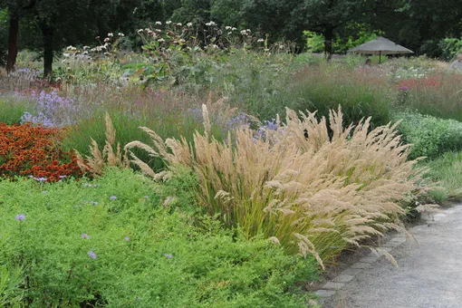 20 лучших декоративных трав для вашего сада: быстрорастущих и неприхотливых