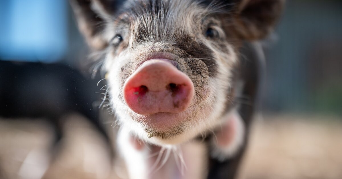 Свиньи которые мусорят. Свиньи которые мусорят. Свиньи брошены. Бисер перед свиньями. Свиньи брошены.