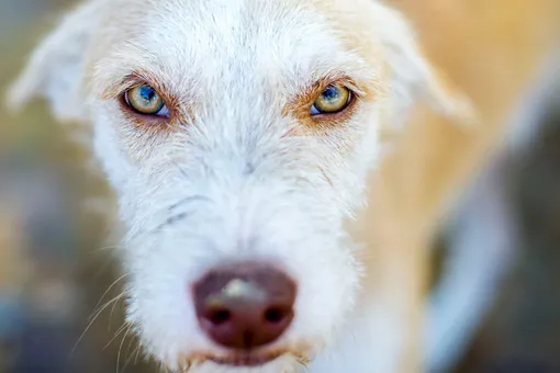 «Миску мяса герою»: пес спас хозяев во время наводнения под Краснодаром