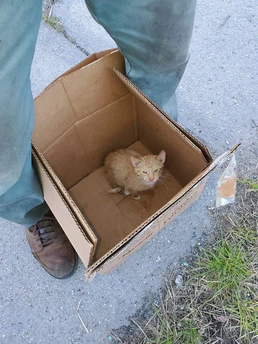 котенок в коробке