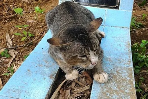 Кот ждет хозяйку на ее могиле уже год