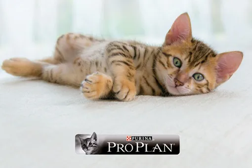 Новинка PRO PLAN® Junior Delicate – с заботой о котятах