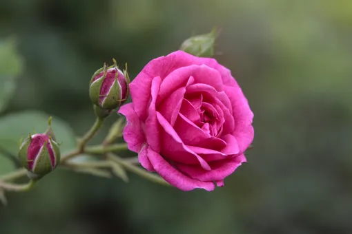 Округлая форма цветка розы