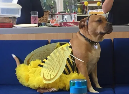 собака Жужа в костюме пчелы
