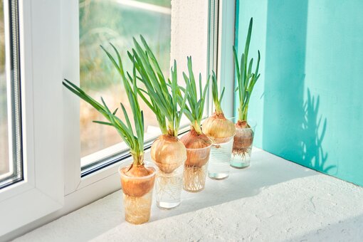 Советы и рекомендации по выращиванию лука на зелень на подоконнике