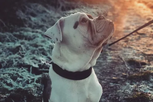 Природа шутит: фото собаки, которой достался самый грустный взгляд на свете