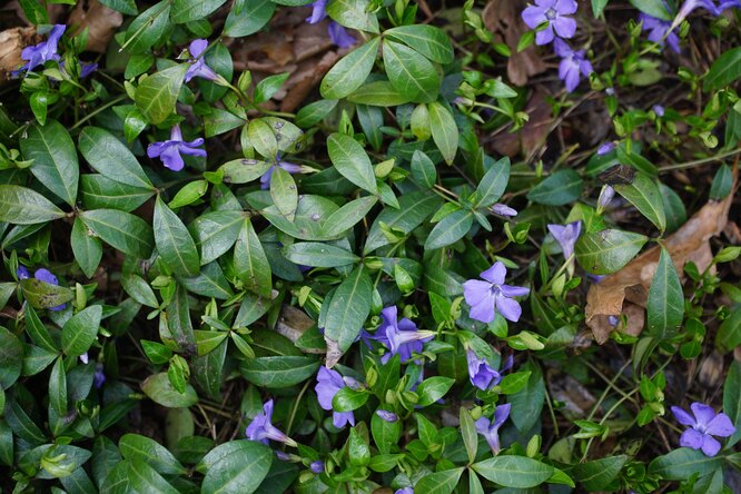 Barvínek/Vinca minor