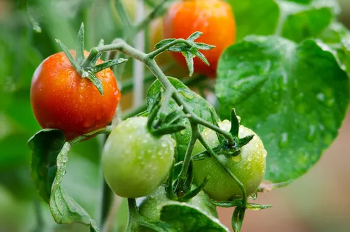 Уход за низкорослыми томатами