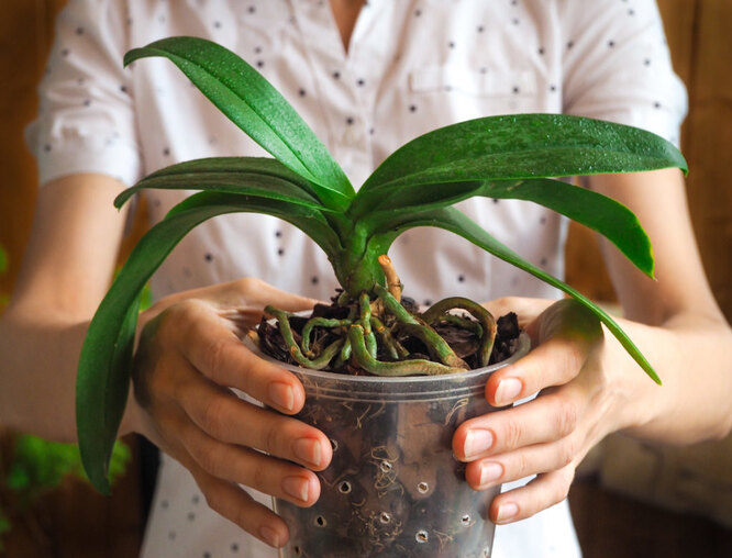 Zalévání orchidejí po nákupu