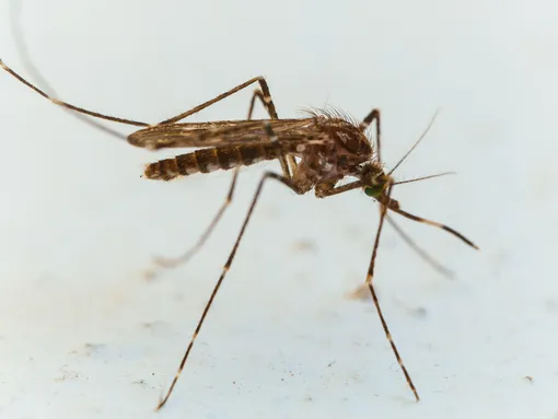 Если вы знаете, что у вас есть аллергия на комаров, может потребоваться профилактический прием препаратов, перед поездкой на дачу