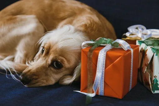 собака, подарок