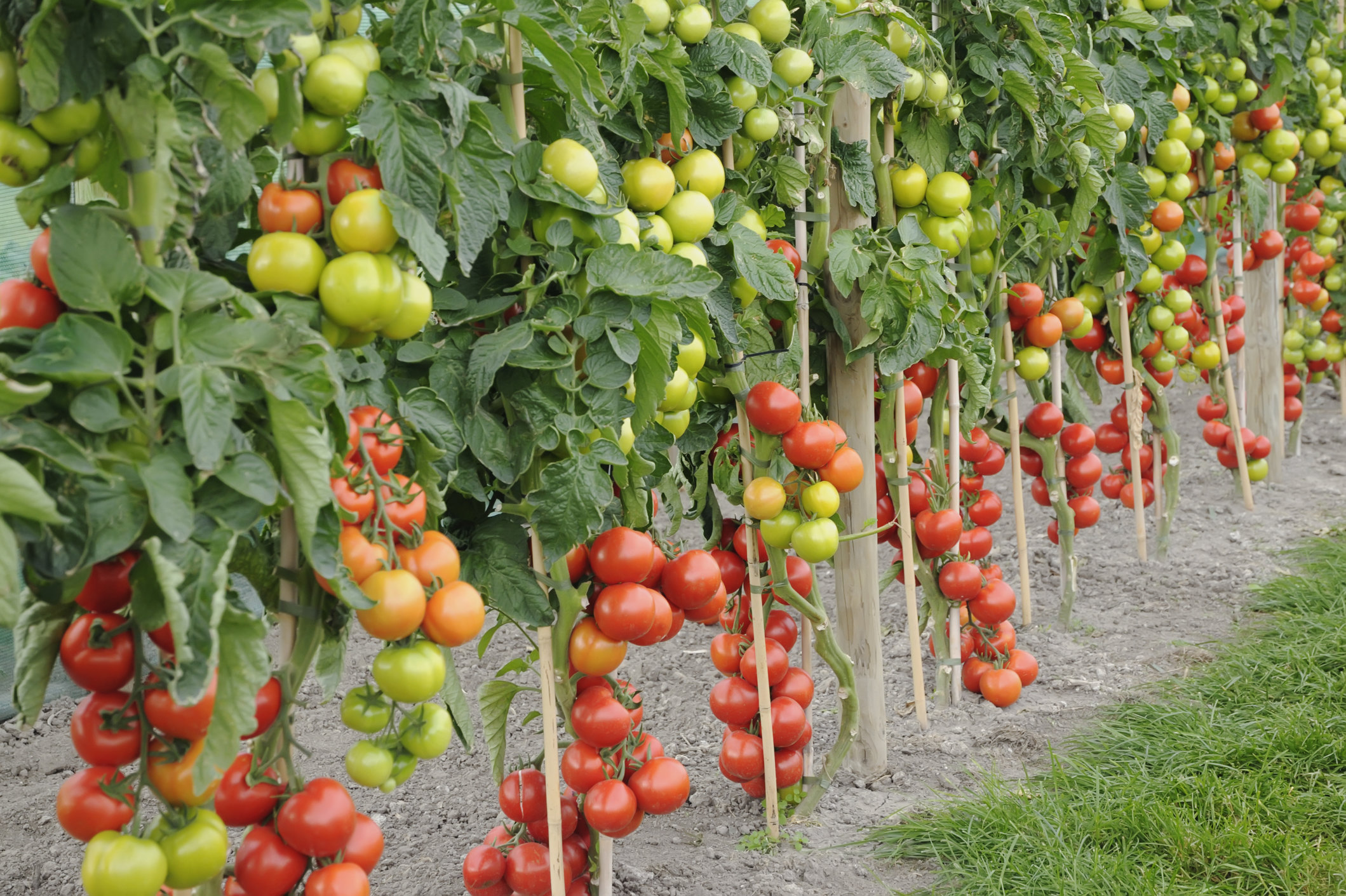 Как правильно подвязать помидоры в открытом грунте и теплице: инструкции ифото
