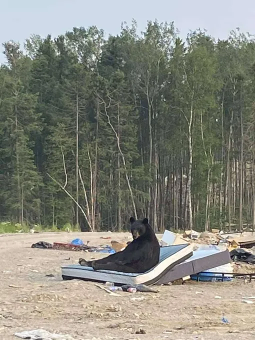медведь отдыхает