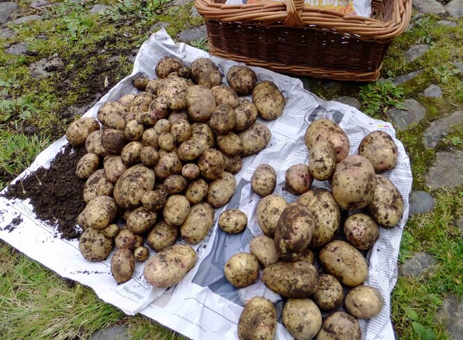 Pravidlo první: brambory dobře osušte