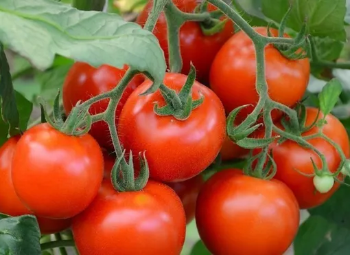 Какие сорта томатов лучше использовать для консервирования и засолки на зиму?