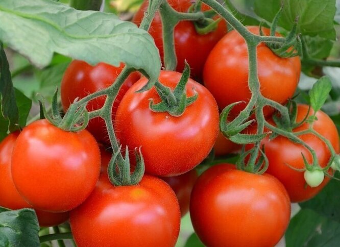 Какие сорта томатов лучше использовать для консервирования и засолки назиму?