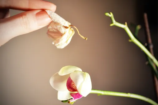 Орхидея отцвела и сбросила цветы: правила ухода