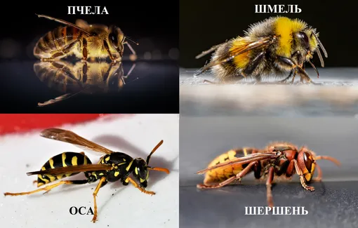 на фото оса, пчела, шершень, шмель