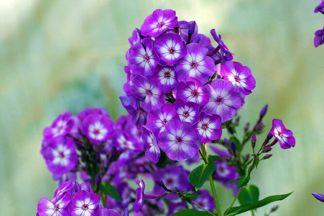 Phlox při výsadbě v zemi